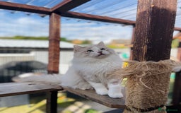 Ragdoll cats for sale: TICA registered blue mink ragdoll kitten - Image 9