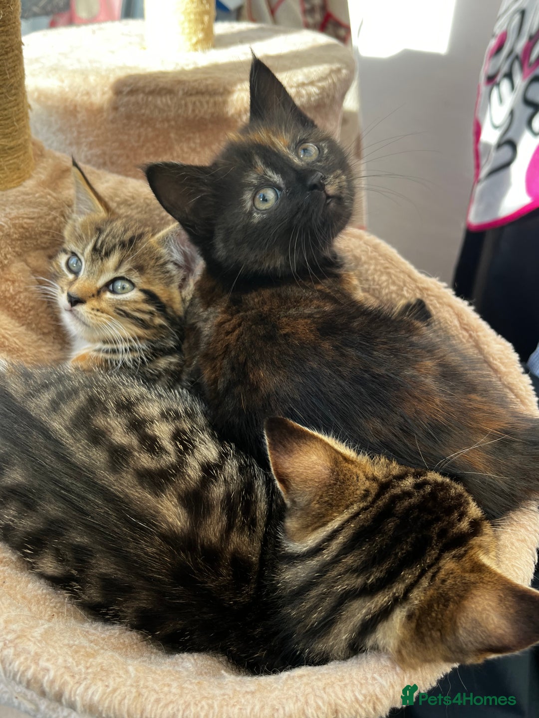 Mixed Breed cats for sale: Cute Scottish Straight mixed breed kittens, ready  - Image 3