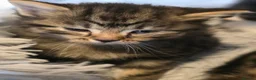 Norwegian Forest Cat cats for sale: Beautiful Norwegian forest kittens 2x boy, 2x girl - Advert 14