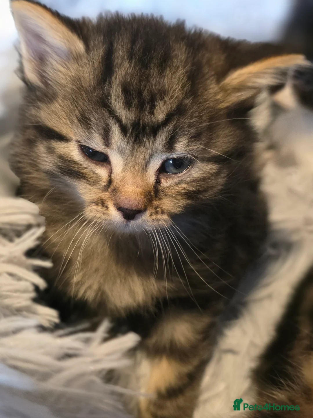 Norwegian Forest Cat cats for sale: Beautiful Norwegian forest kittens 2x boy, 2x girl - Advert 14
