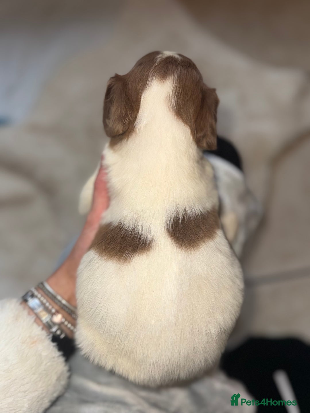 Mixed Breed dogs for sale: Merle sprocker x lurcher puppies  - Image 12