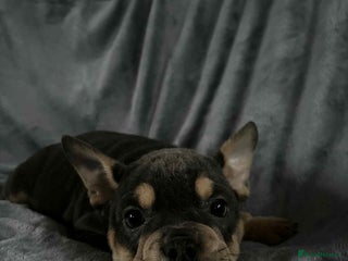 Mixed Breed dogs ONLY 1 REMAINING!! French/English Bulldog Babies - Advert 7