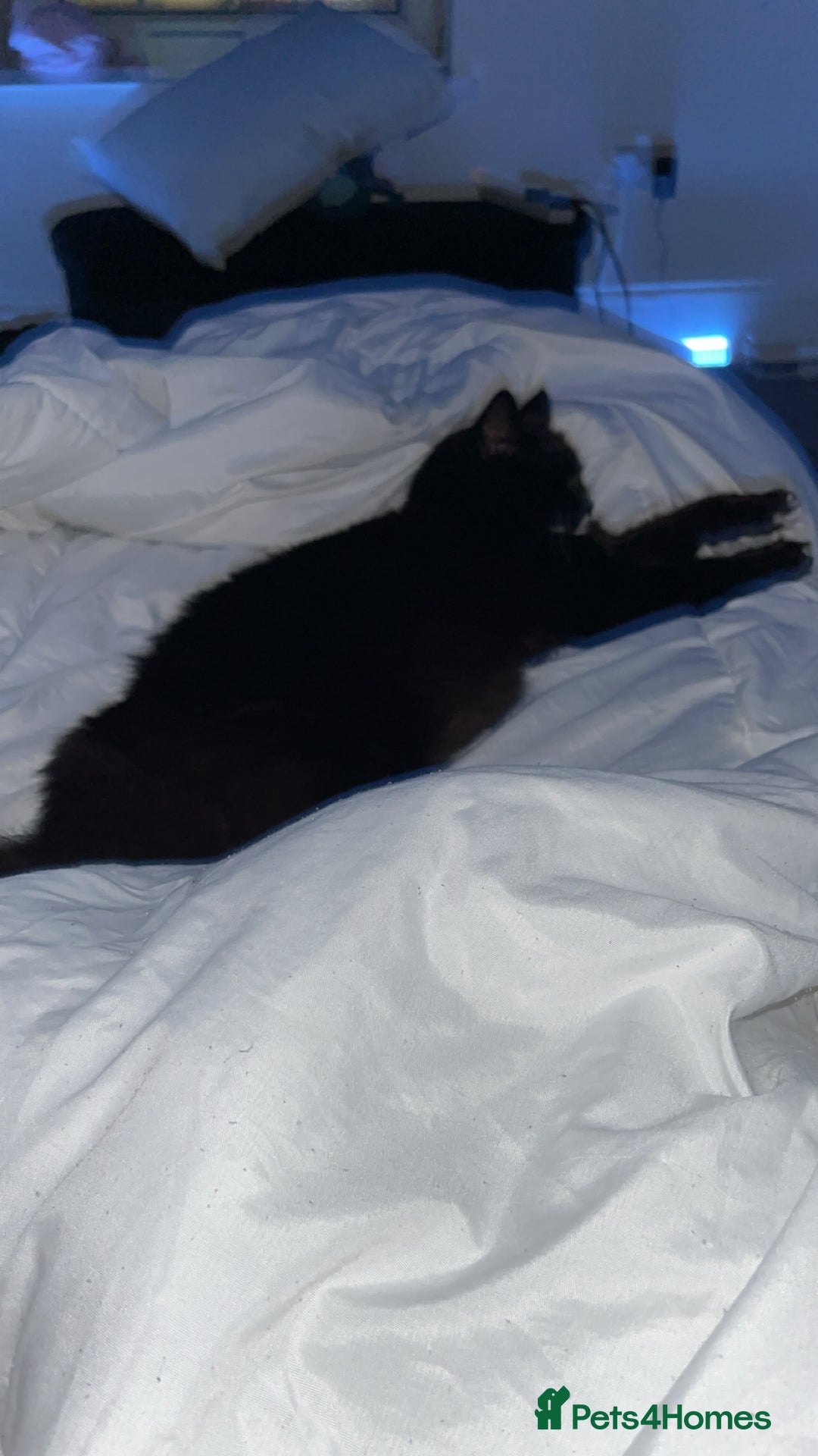 British Shorthair cats for sale: Ikraam - Advert 7