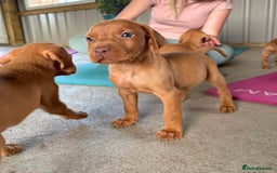 Hungarian Vizsla dogs for sale: Hungarian Vizsla puppies - Image 1