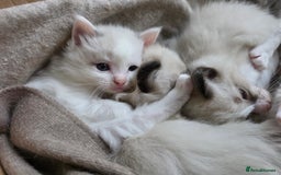 Ragdoll cats for sale: Pure Ragdoll Kittens  - Image 6