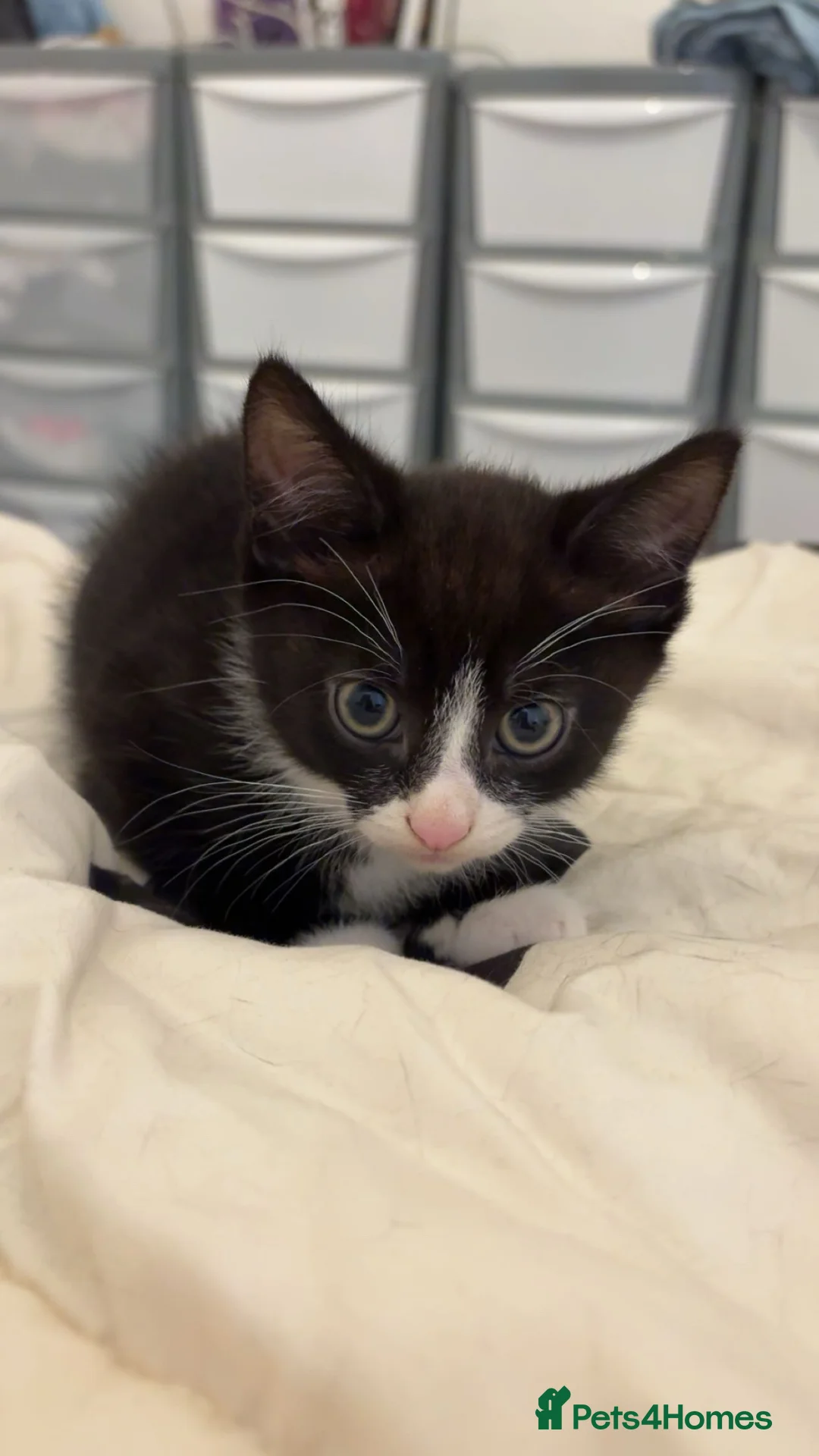 Mixed Breed cats for sale: Kittens for sale in London - Advert 3