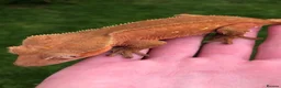 Gecko reptiles for sale: Gargoyles gecko and crested geckos  - Advert 6