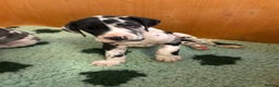 Great Dane dogs for sale: Purebred Great Dane Puppies – European Bloodline  - Advert 18