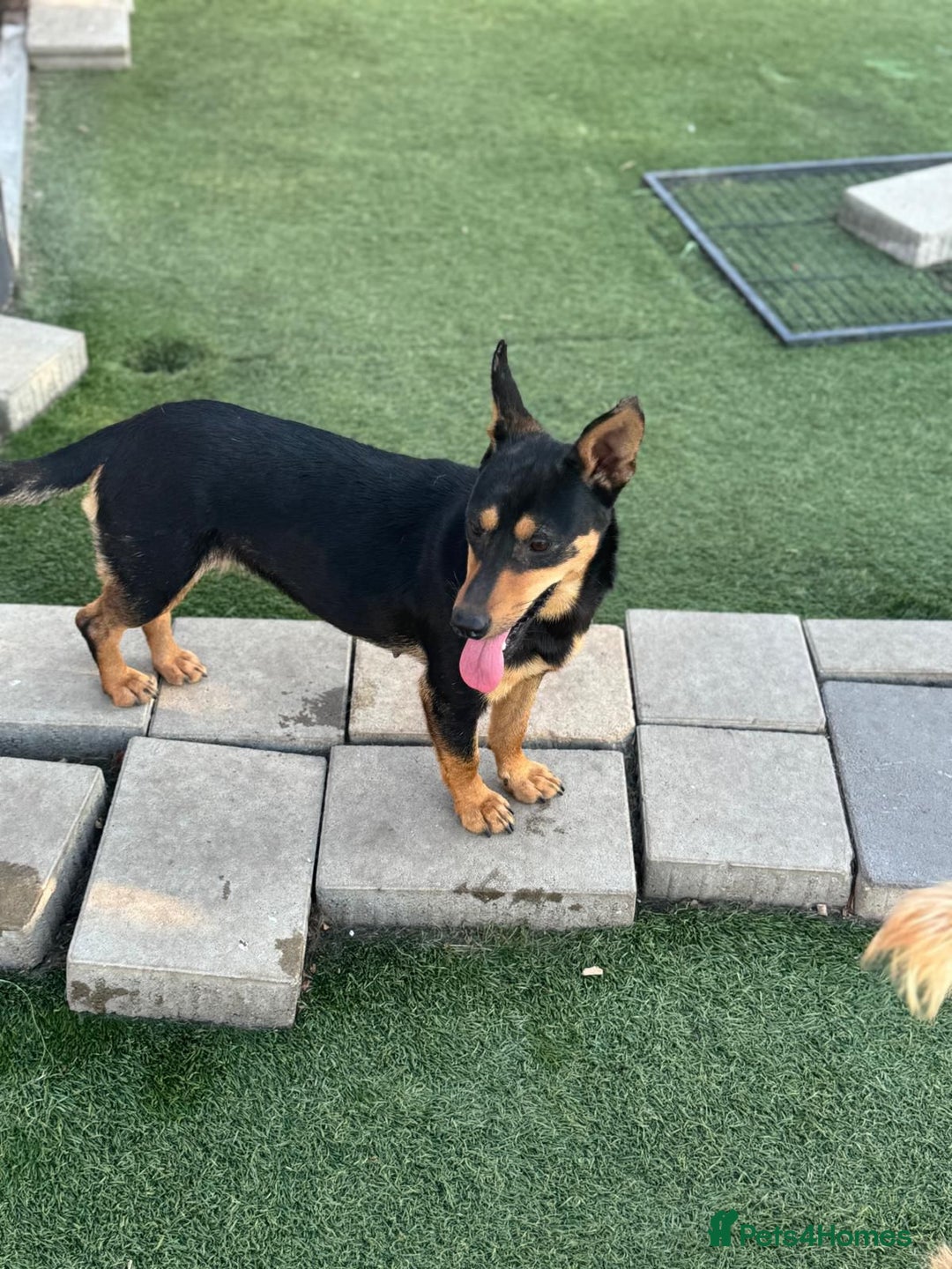 Mixed Breed dogs for adoption: Pretty Rosie is looking for love - Image 7