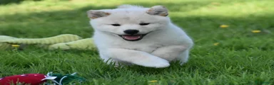 Japanese Shiba Inu Puppy 1