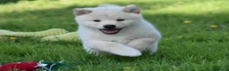 Japanese Shiba Inu dogs for sale: Exceptional Japanese Shiba Inu Puppies - Advert 35