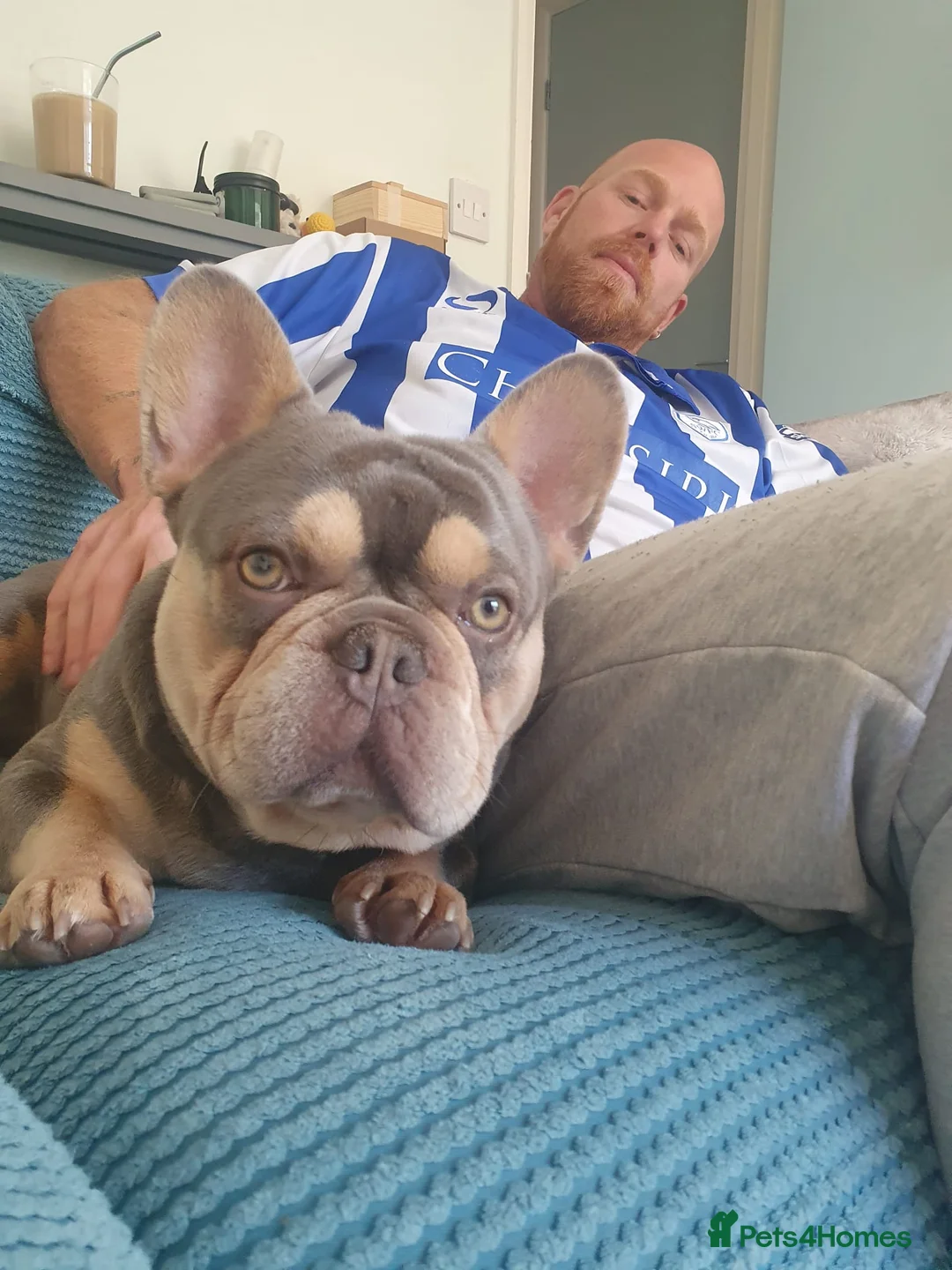 French Bulldog dogs for sale: 2 year old male French Bulldog, Dexter - Advert 5