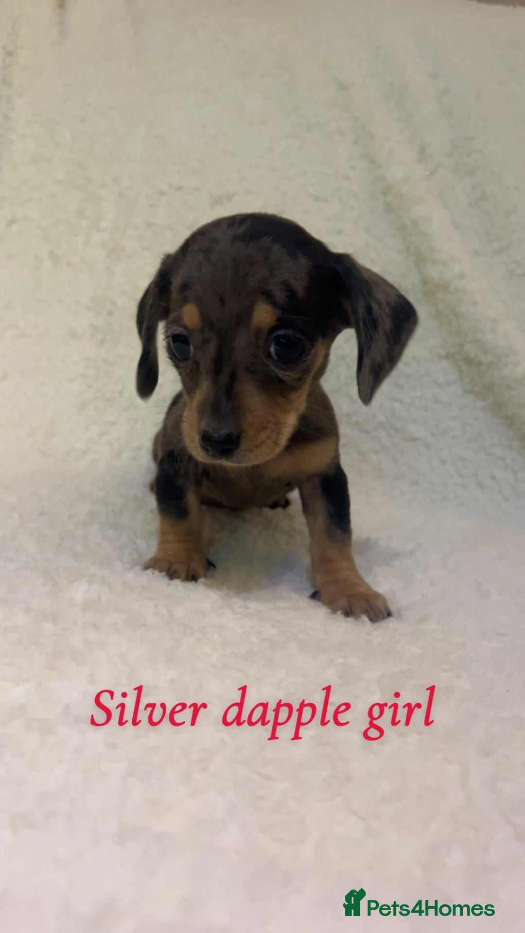 Miniature Dachshund dogs for sale: ****true to type mini dachshund *** - Advert 3