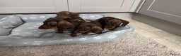 Dachshund dogs for sale: Dachshund puppies - Advert 8