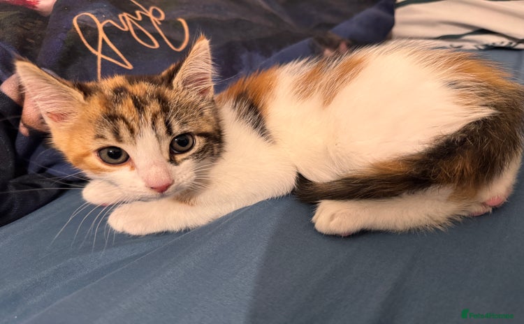 Mixed Breed cats - Advert 1