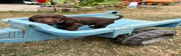Cocker Spaniel dogs for sale: Ready to Leave, KC Working Cocker spaniels - Advert 10