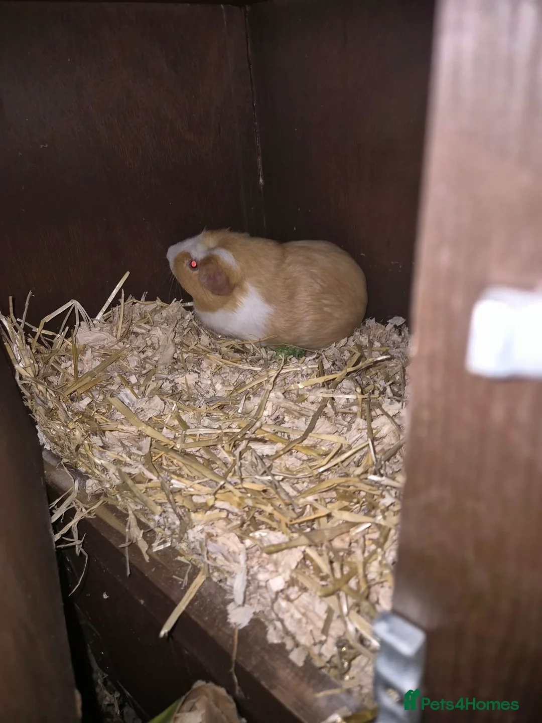 Guinea Pig rodents for sale: Guinea pig babies  - Advert 2