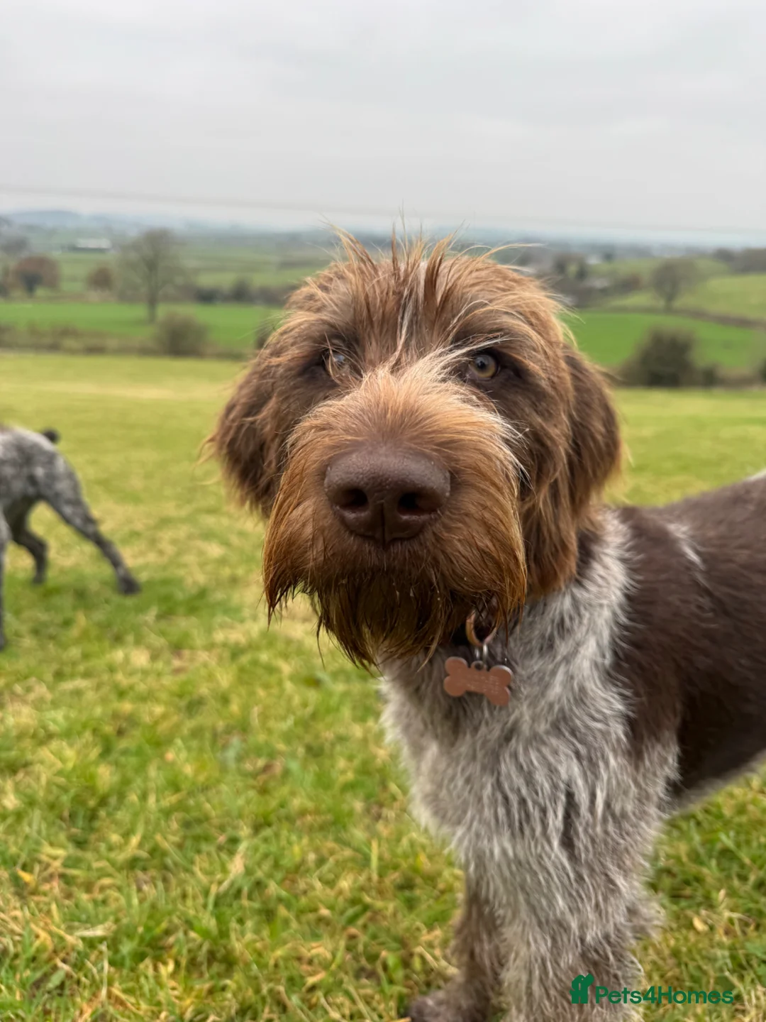 German Wirehaired Pointer dogs for sale: KC GWP Pups - Advert 2