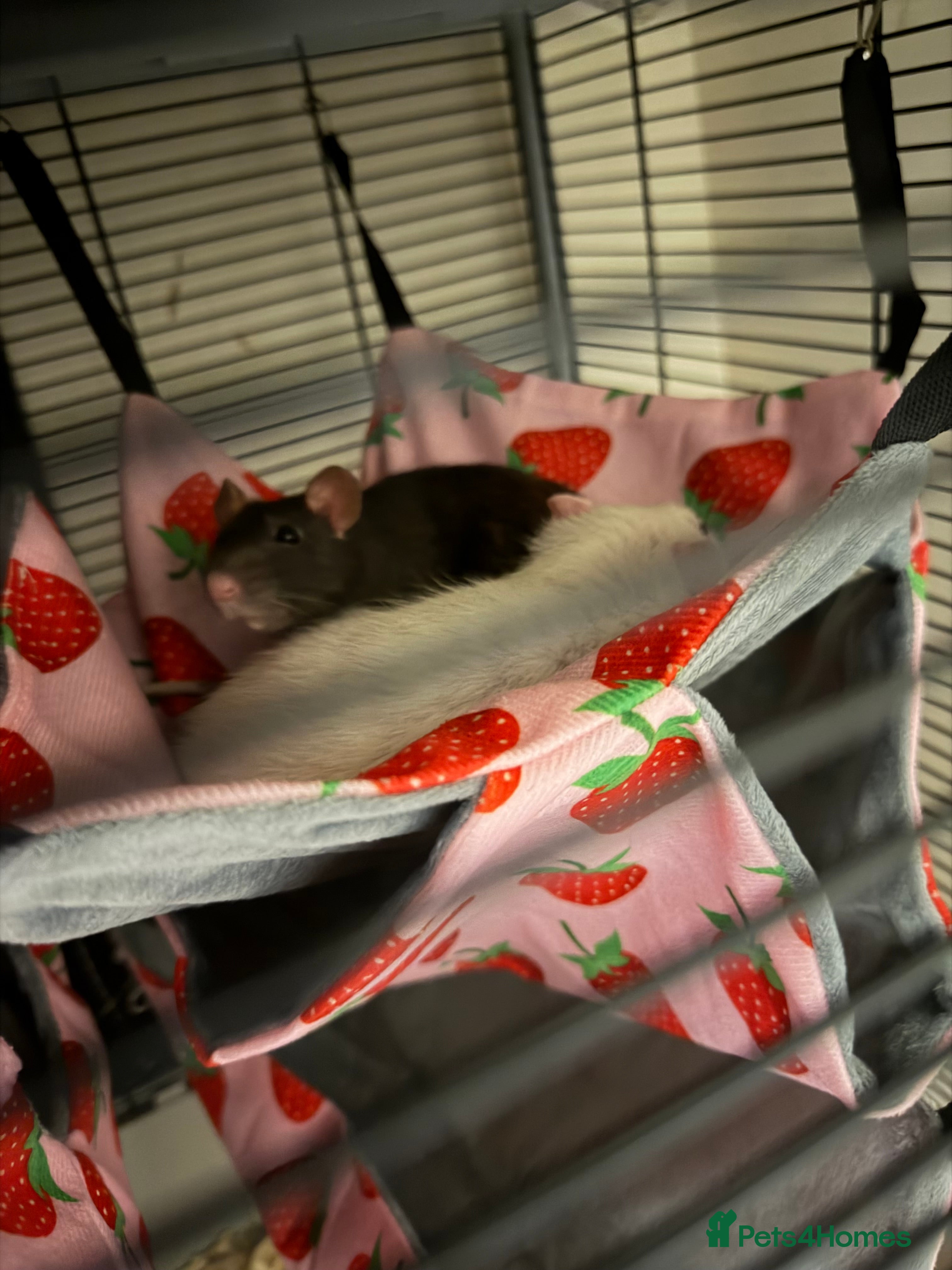 Rat rodents 2 female rats - Advert 1