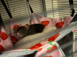 Rat rodents 2 female rats - Advert 1