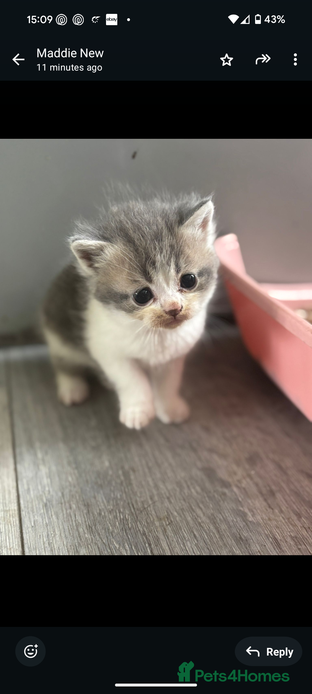 Persian cats for sale: Persian cross - Image 8