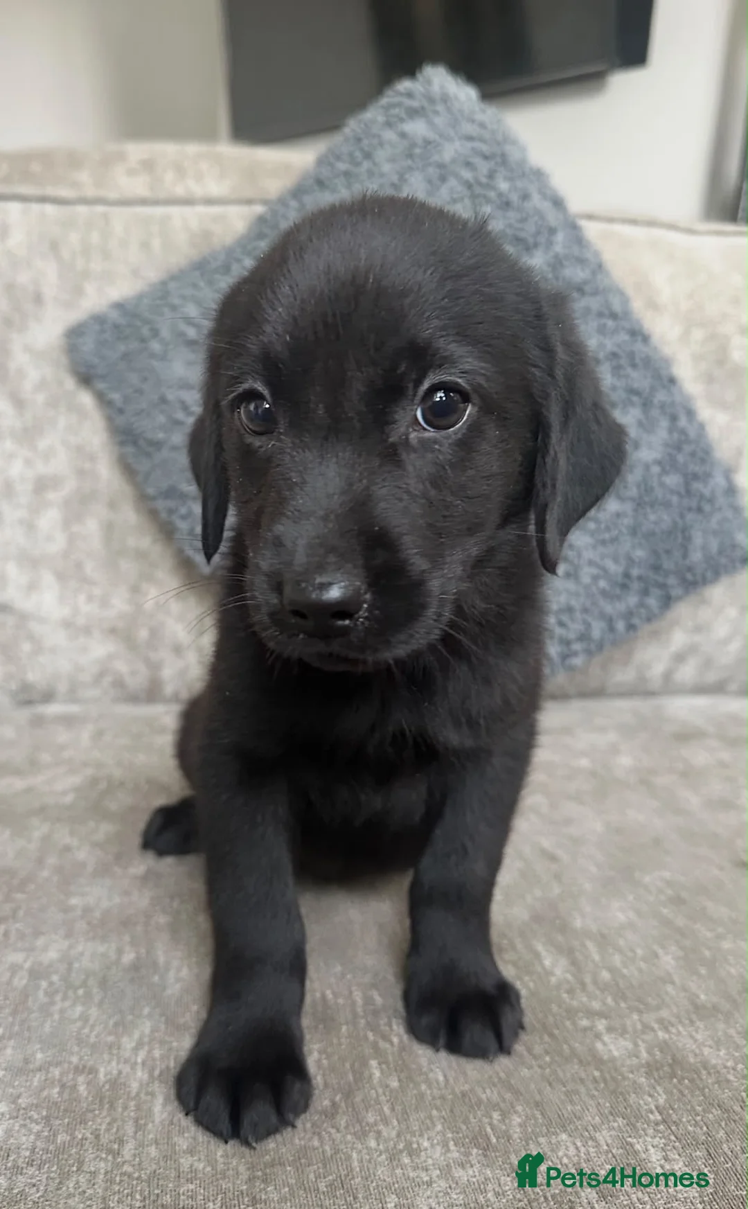 Goldador dogs for sale: Beautiful goldadors - Advert 32