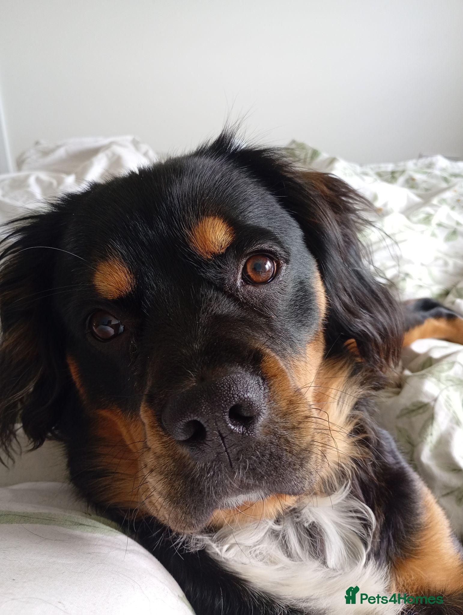 Mixed Breed dogs Archer - 10m bull spaniel - Advert 2