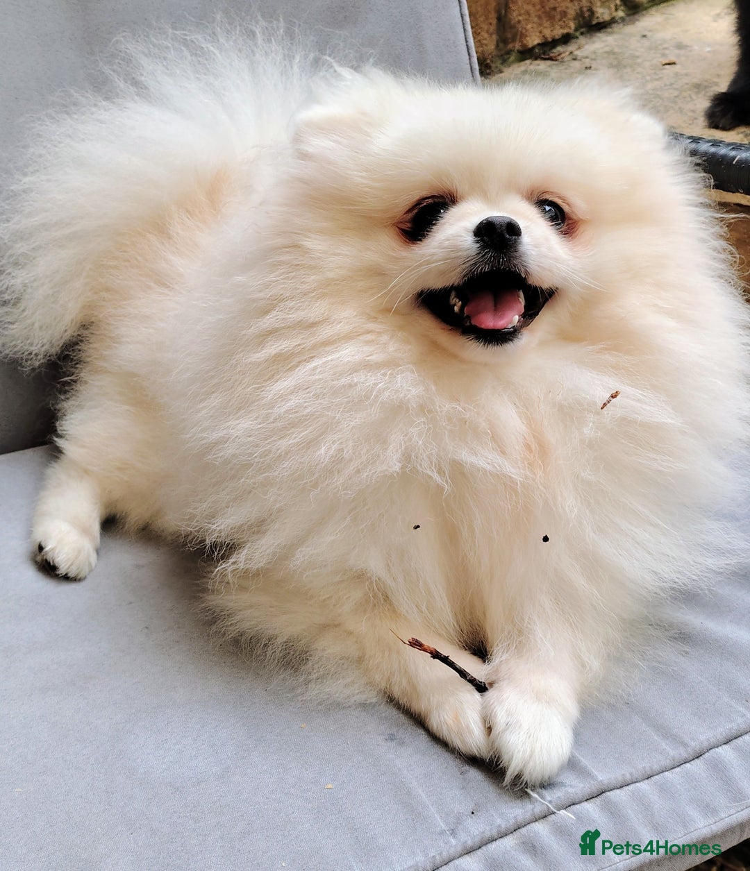 Pomeranian dogs for sale: Purebred Pomeranian Puppy male KC Reg - Image 1