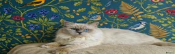 Ragdoll cats for stud: Highly Experienced Stunning Lilac Ragdoll Stud - Advert 3