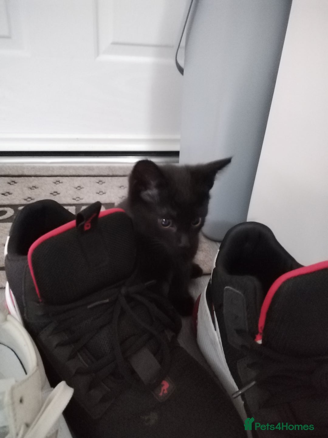 Mixed Breed cats for sale: Immediate collection Male kitten in Grove Park  - Image 5
