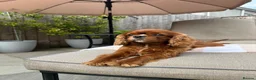 Cavalier King Charles Spaniel dogs for sale: KC registered Cavalier King Charles Spaniel.  - Advert 30