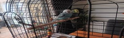 Budgerigars birds for sale: Pair of Male Budgies - Advert 3