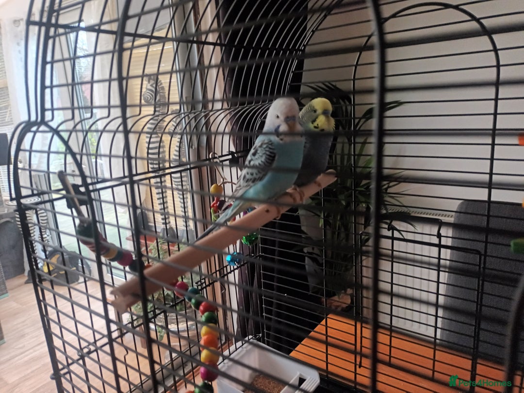 Budgerigars birds for sale: Pair of Male Budgies - Advert 3