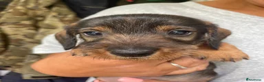 Dachshund 3