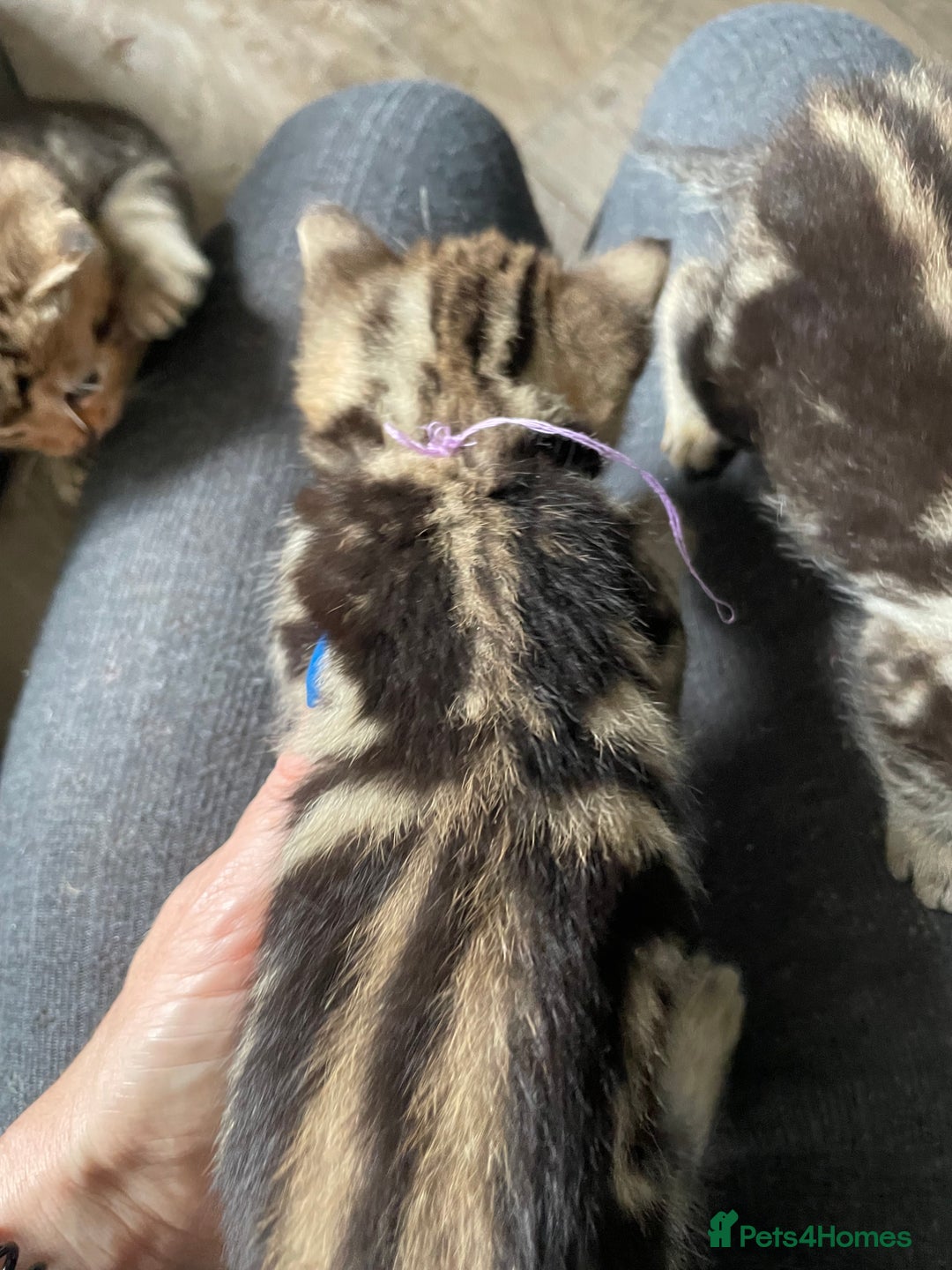 Bengal cats for sale: 9 BENGAL RAGDOLL X KITTENS - Image 24