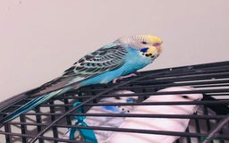 Budgerigars birds for sale: 6 Mixed Colour Male Budgies & Flight Cage - Image 3