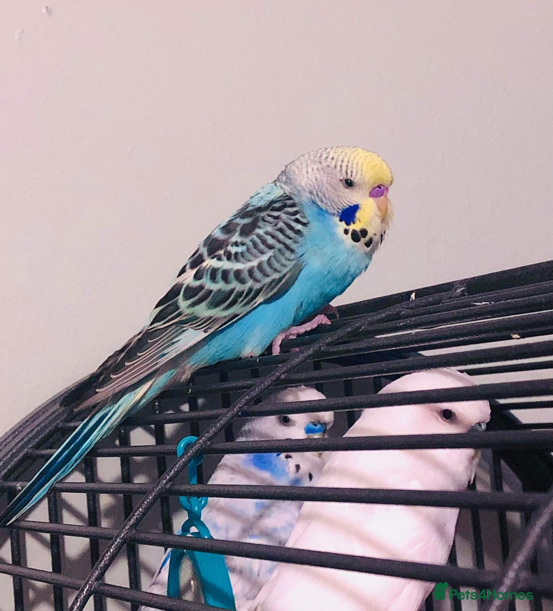 Budgerigars birds for sale: 6 Mixed Colour Male Budgies & Flight Cage - Image 3