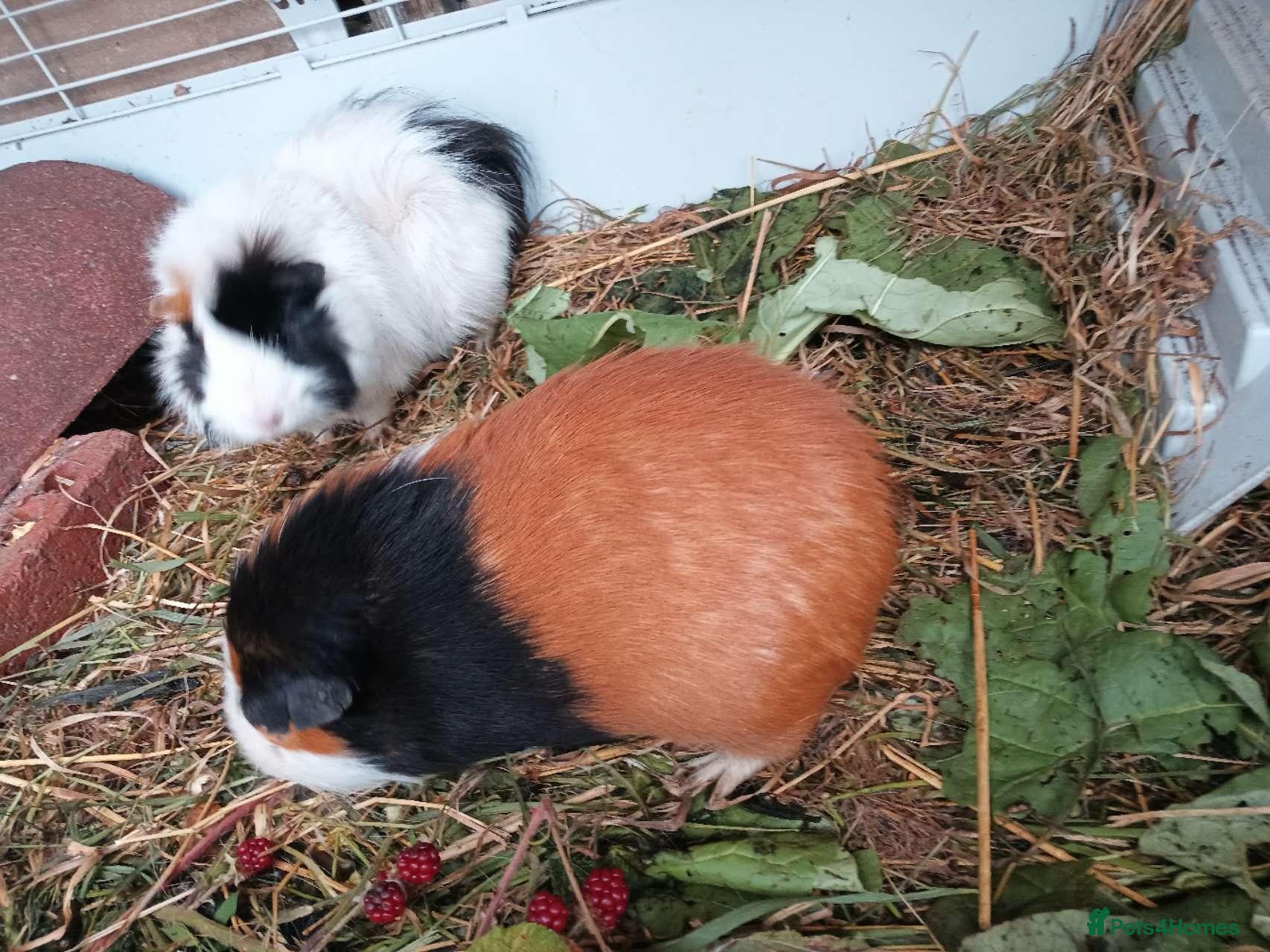 Guinea Pig rodents two guinea pigs with cage - Advert 1