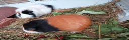 Guinea Pig rodents for sale: two guinea pigs with cage in Livingston - Advert 1