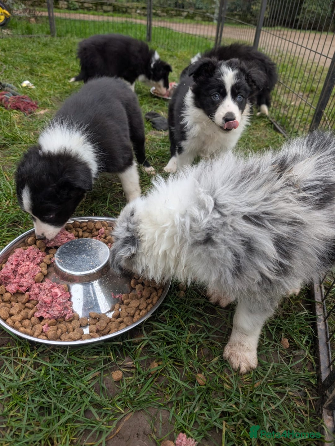 Border Collie dogs for sale: Border collie puppies merl and black/white - Advert 16