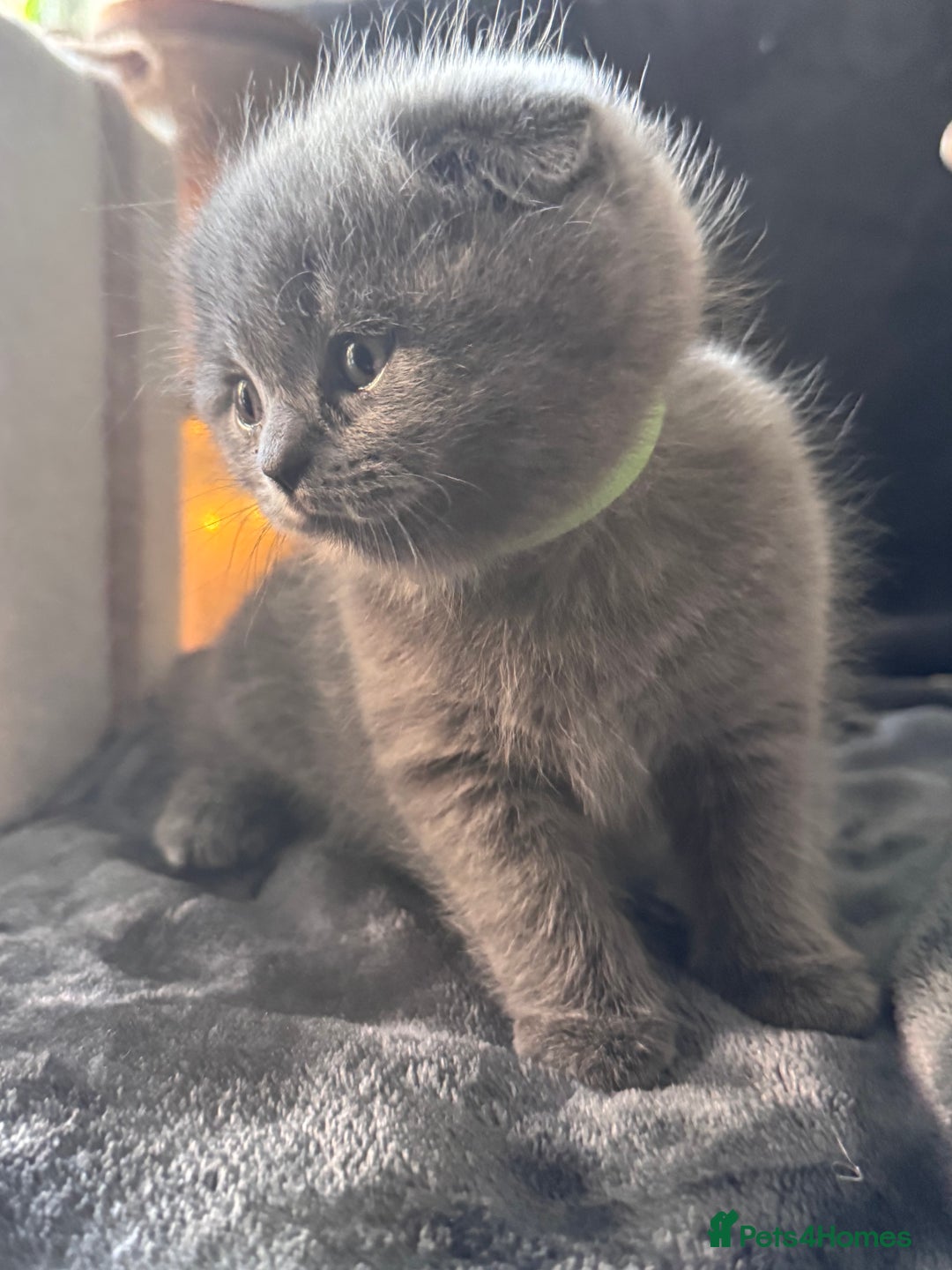 Scottish Fold cats for sale: Beautiful British Shorthair Scottish Fold Kittens - Advert 11
