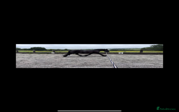 Other Breed horses for sale: Dales x Cob for sale - Image 9