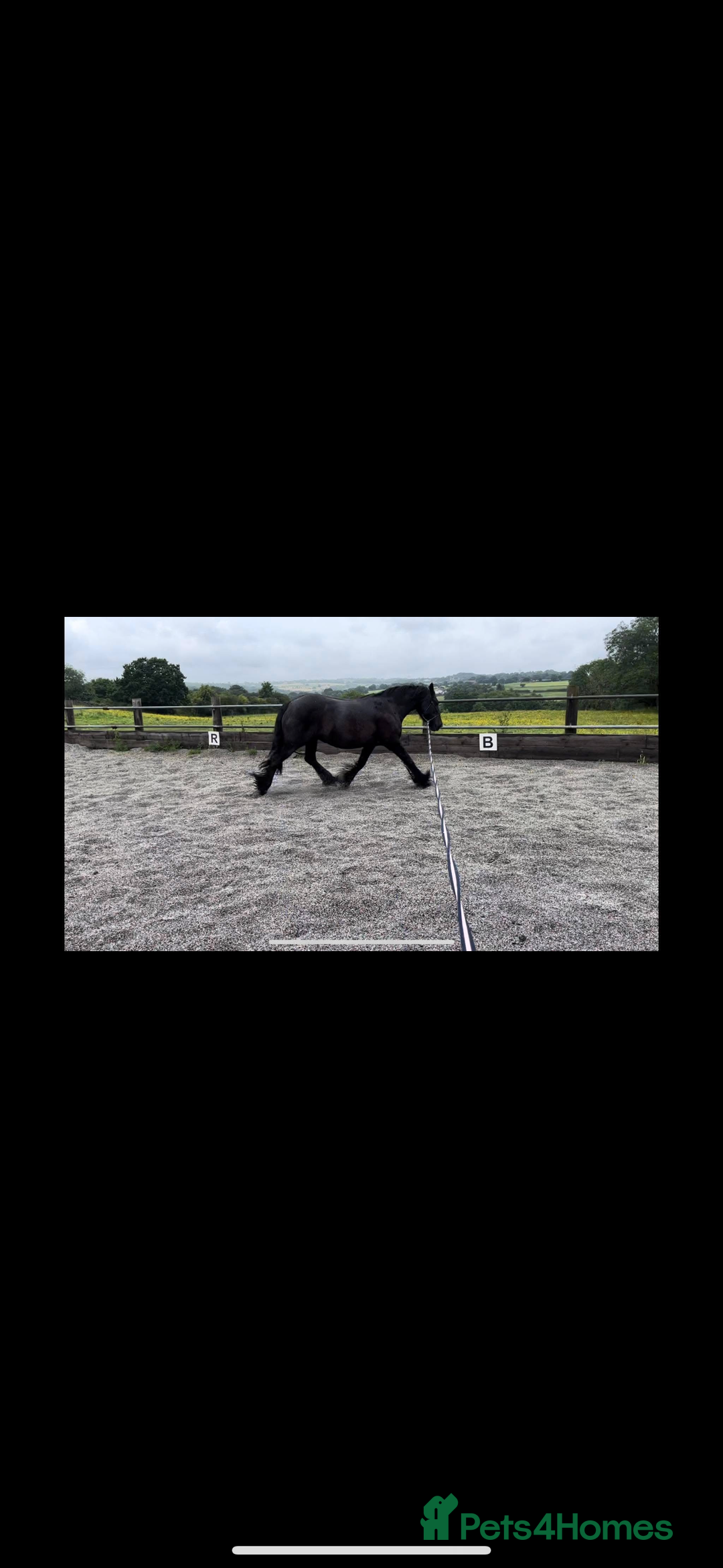 Other Breed horses for sale: Dales x Cob for sale - Image 9