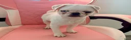 Pug dogs for sale: White KC Pug Boy Blue Eye only one left - Advert 2