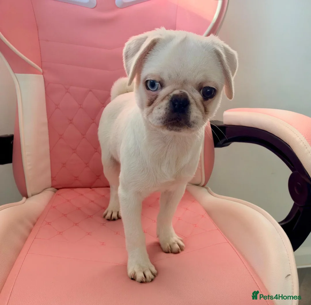 Pug dogs for sale: White KC Pug Boy Blue Eye only one left - Advert 2