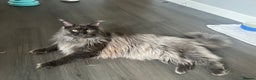 Maine Coon cats for sale: * AVAILABLE * TICA REG MALE MAINE COON FOR SALE - Advert 1
