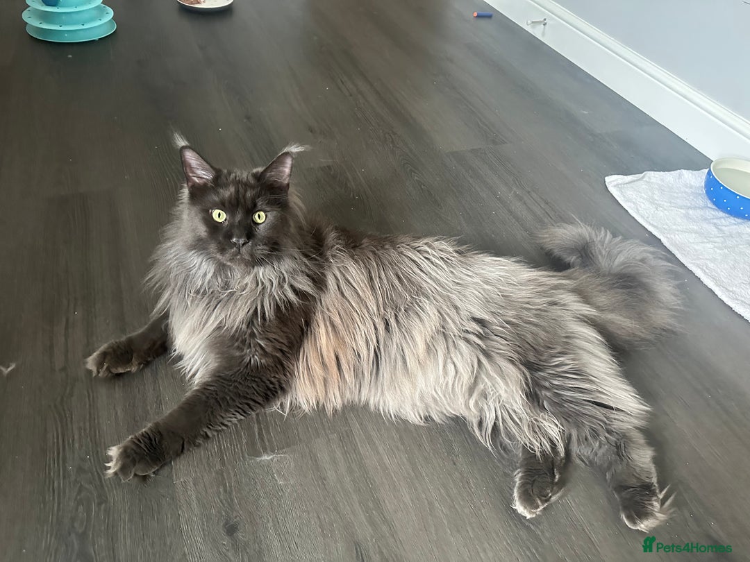 Maine Coon cats for sale: * AVAILABLE * TICA REG MALE MAINE COON FOR SALE - Image 1