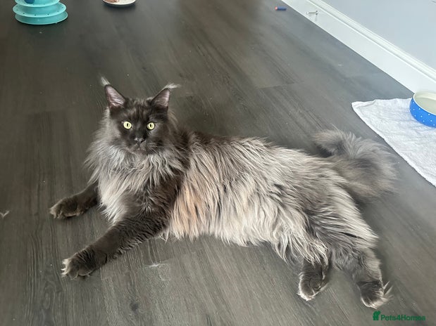 Maine Coon cats - Advert 12