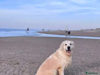 Golden Retriever dogs Loving Home Needed - Advert 18