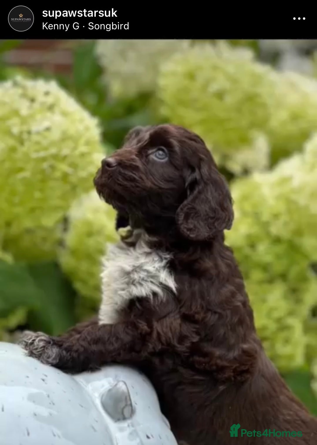 Cockapoo dogs for sale: Unusually fabulous cockapoos   - Image 4